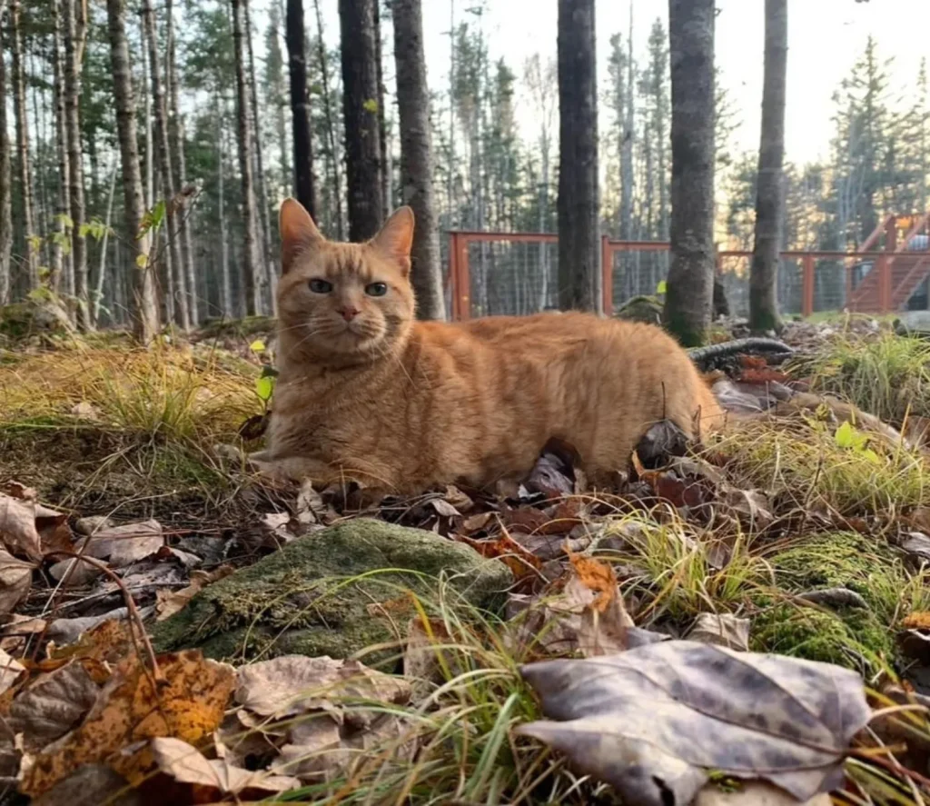 The Secret Seasons of the Sunflower Cat