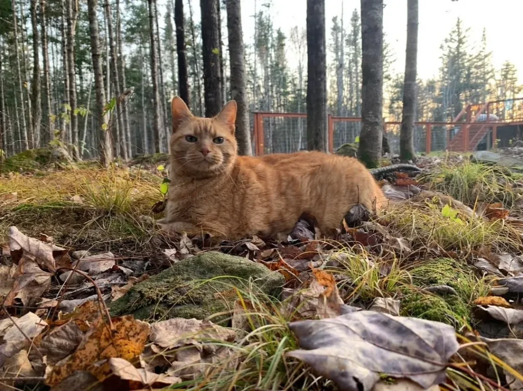 The Secret Seasons of the Sunflower Cat