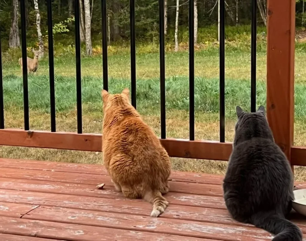 The Secret Seasons of the Sunflower Cat