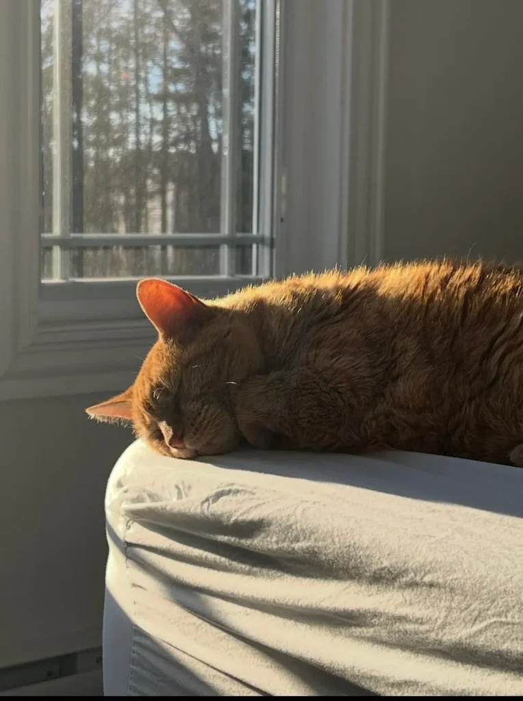 The Secret Seasons of the Sunflower Cat