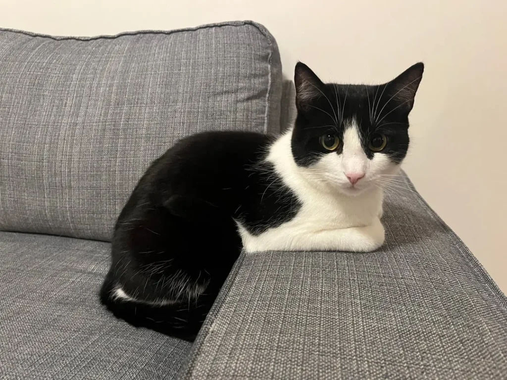 The Sophisticated Cat on the Grey Throne