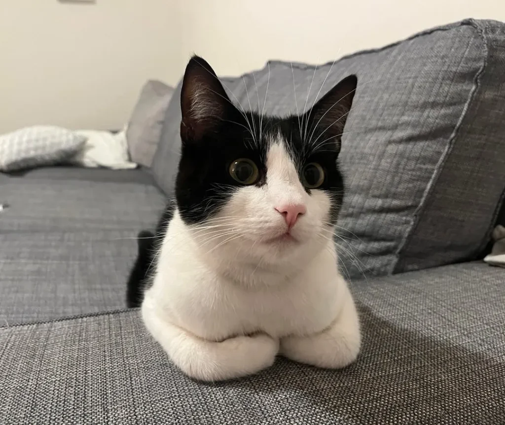 The Sophisticated Cat on the Grey Throne