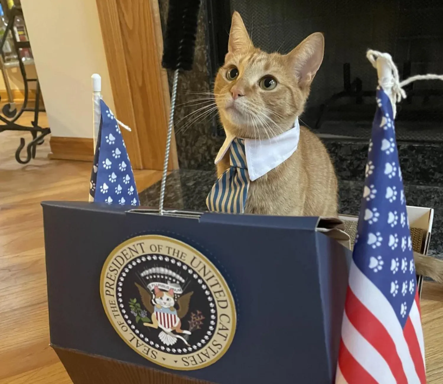 The State of the Union, Commander in Cat