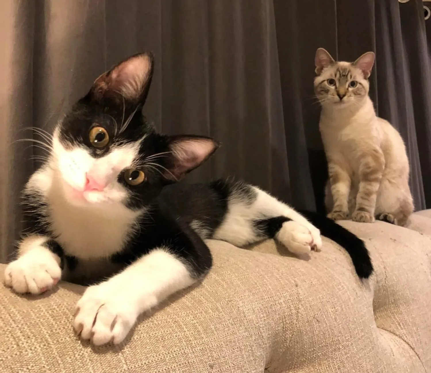 The Tale of the Guardian and the Goofy Cat