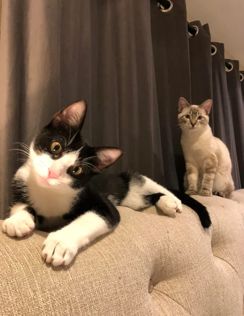 The Tale of the Guardian and the Goofy Cat