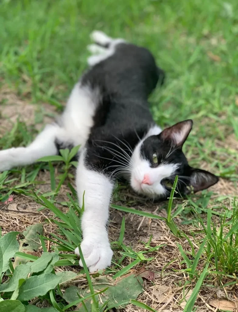 The Tale of the Guardian and the Goofy Cat