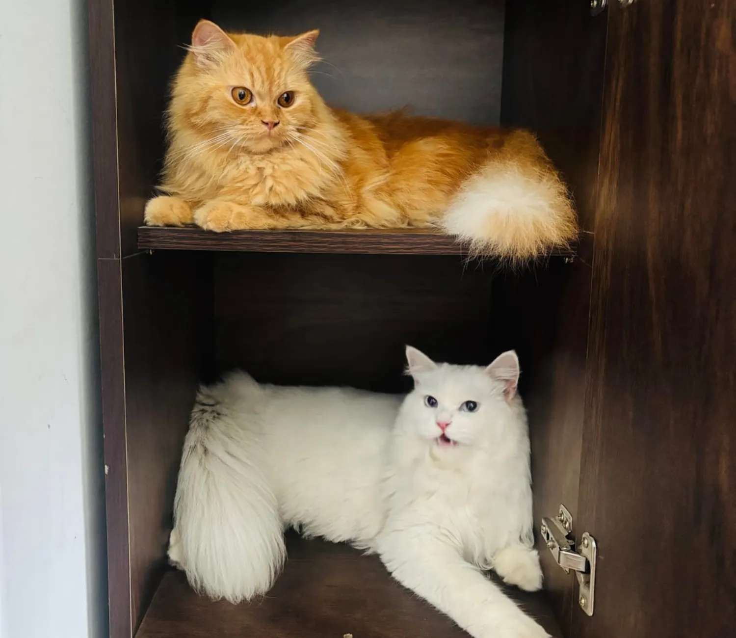The Tale of the Top Shelf Cat