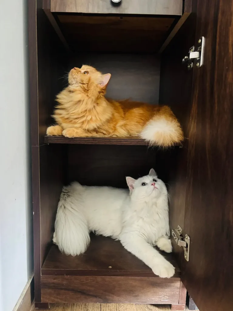 The Tale of the Top Shelf Cat