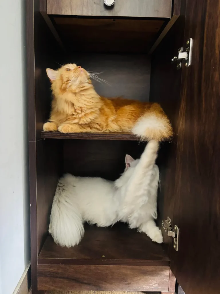 The Tale of the Top Shelf Cat