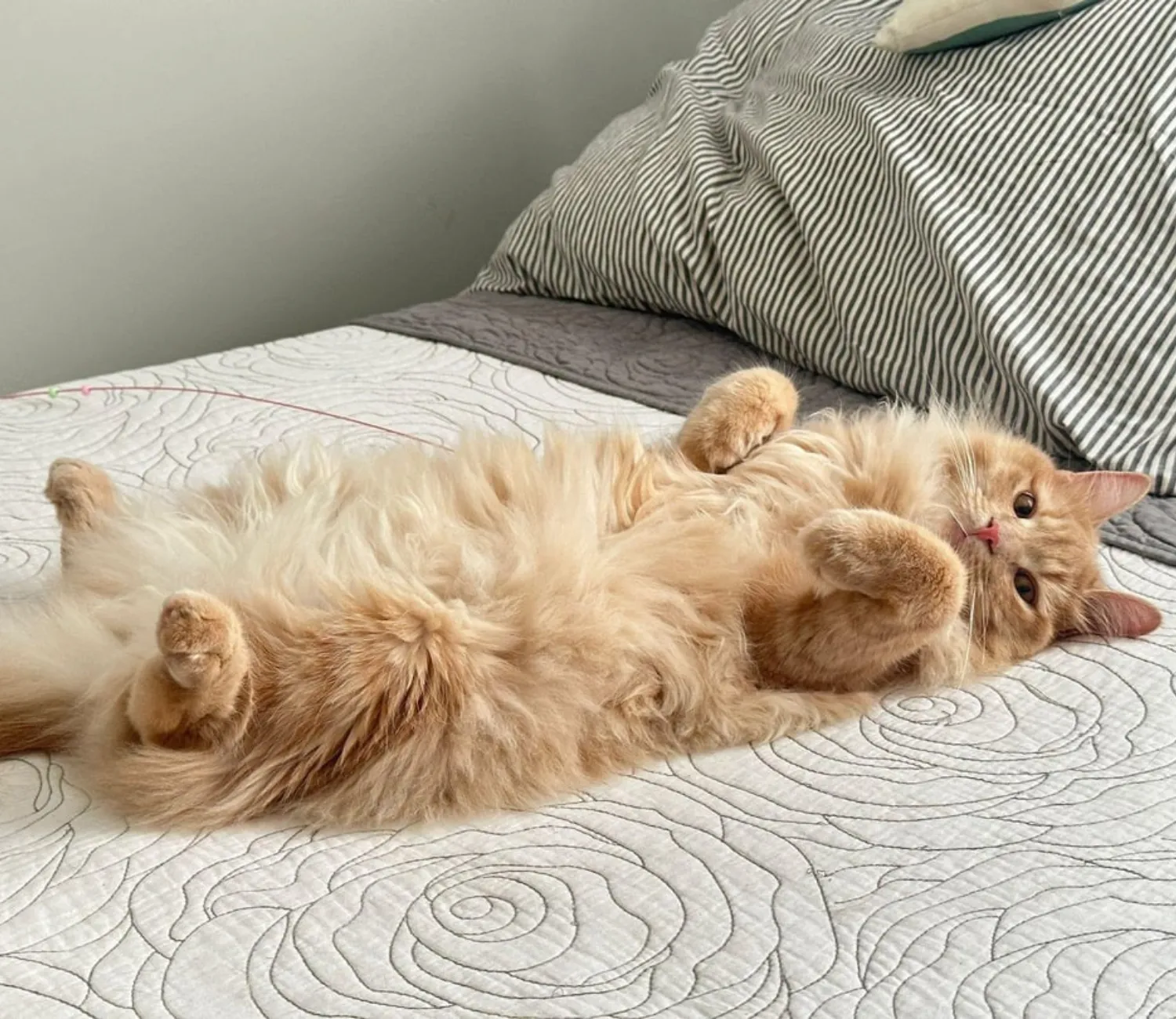 The Three States of Cat Matter