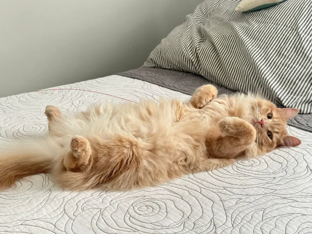 The Three States of Cat Matter