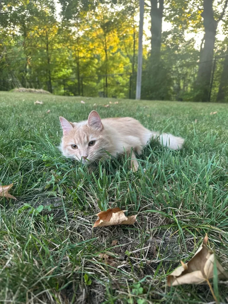 The Three States of Cat Matter