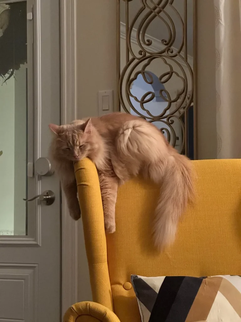 The Three States of Cat Matter