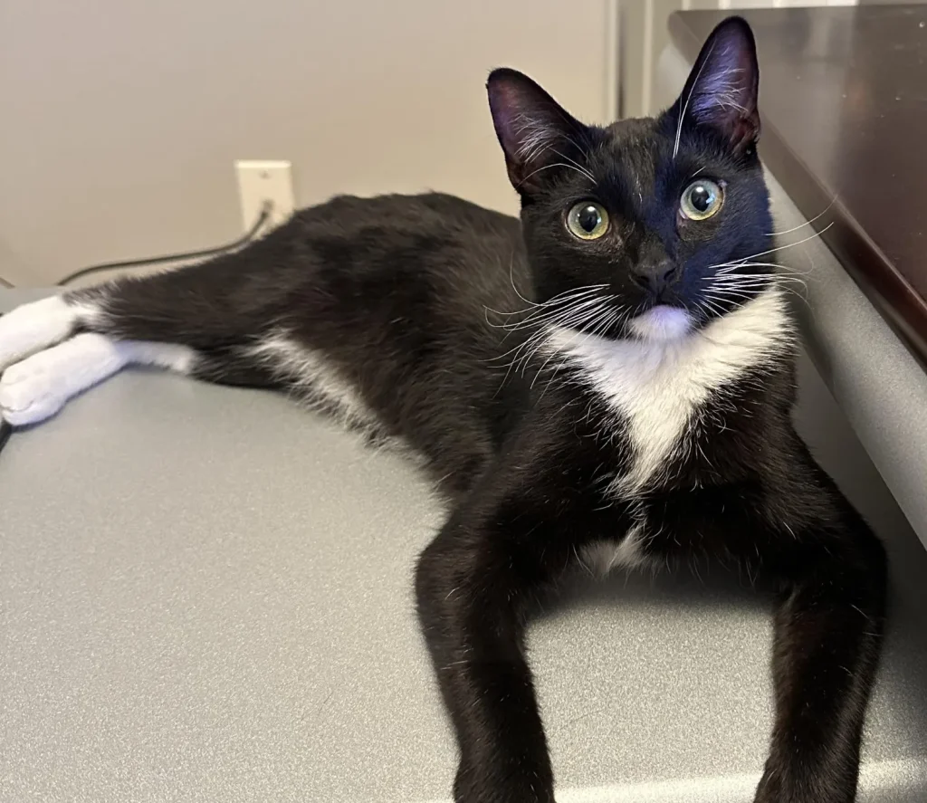 The Tuxedo Cat, Chairman of the Board