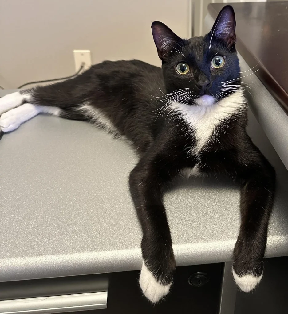 The Tuxedo Cat, Chairman of the Board