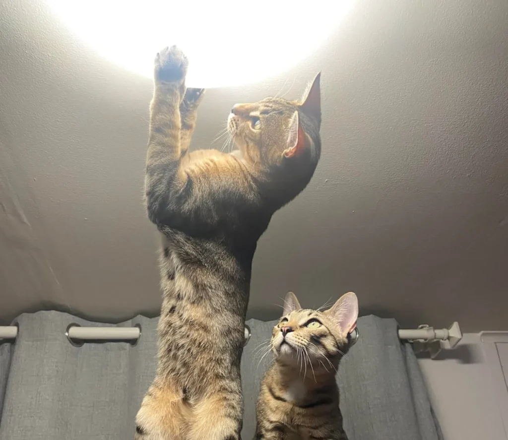 The Two Cat Empire, A Tale of Stripes and Bonded Souls