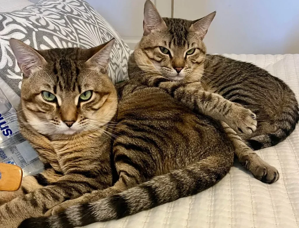 The Two Cat Empire, A Tale of Stripes and Bonded Souls