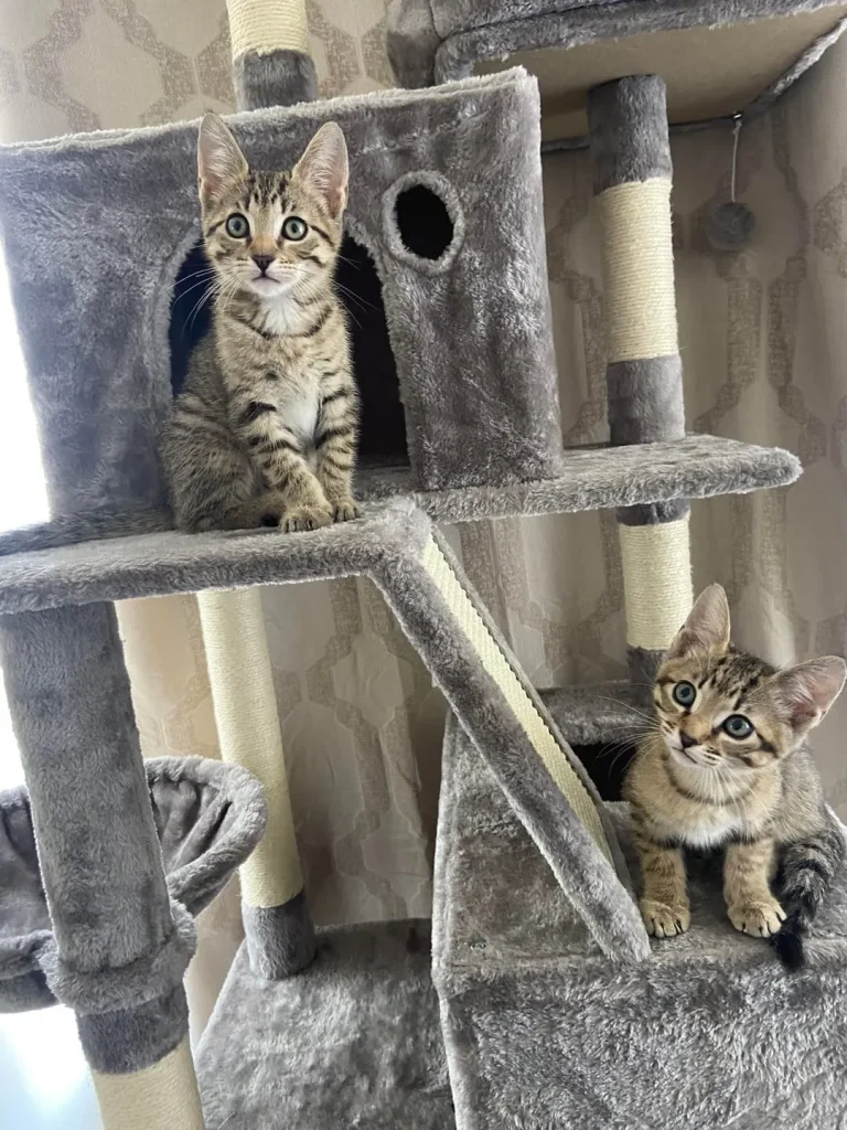 The Two Cat Empire, A Tale of Stripes and Bonded Souls
