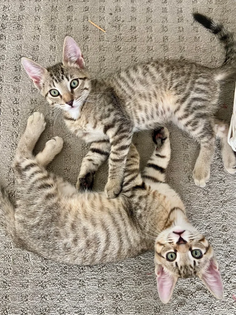 The Two Cat Empire, A Tale of Stripes and Bonded Souls