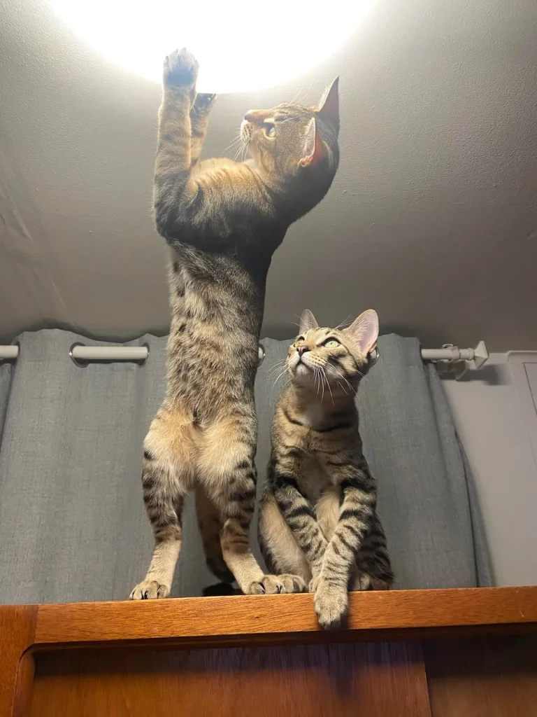 The Two Cat Empire, A Tale of Stripes and Bonded Souls