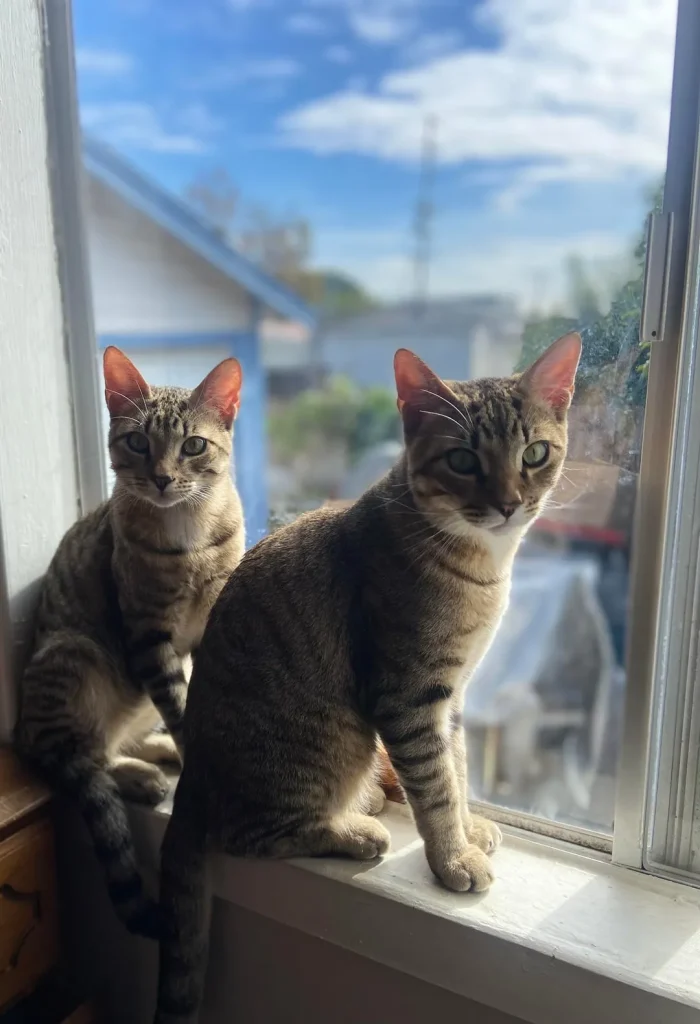The Two Cat Empire, A Tale of Stripes and Bonded Souls