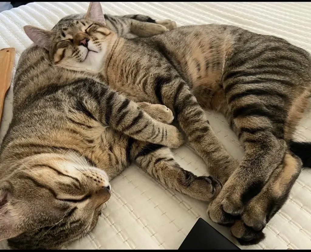 The Two Cat Empire, A Tale of Stripes and Bonded Souls