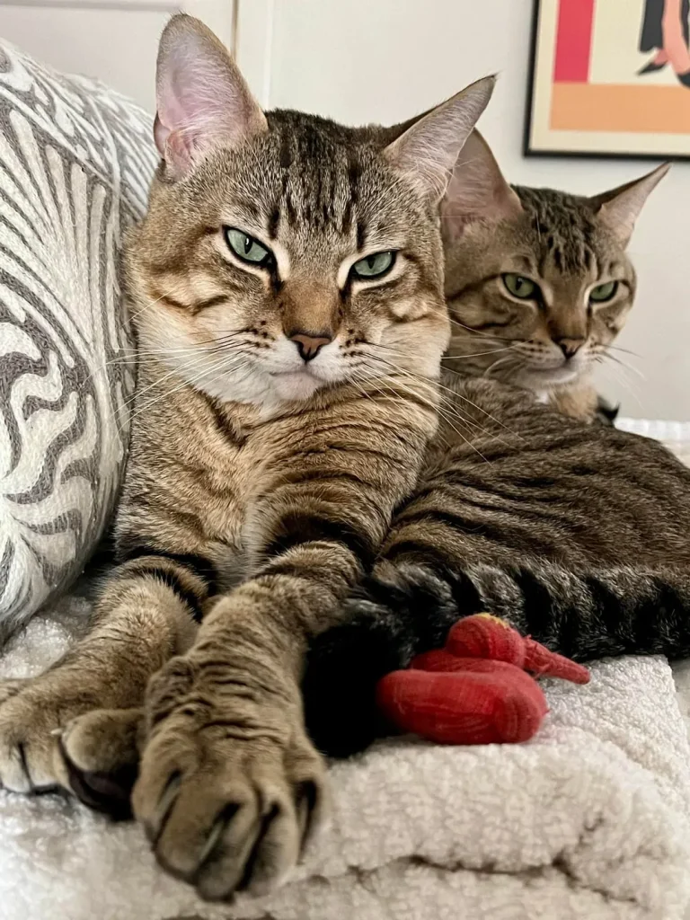 The Two Cat Empire, A Tale of Stripes and Bonded Souls