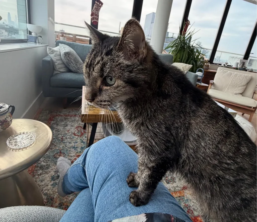 The Vigil of the High Rise Cat