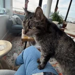 The Vigil of the High Rise Cat