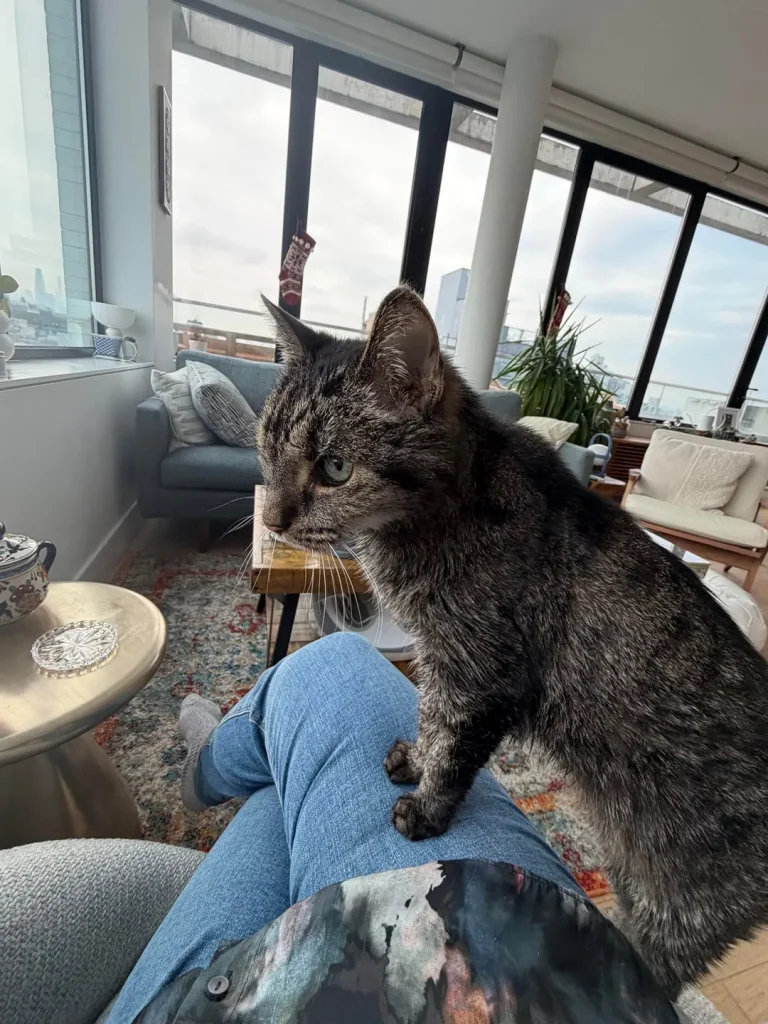 The Vigil of the High Rise Cat