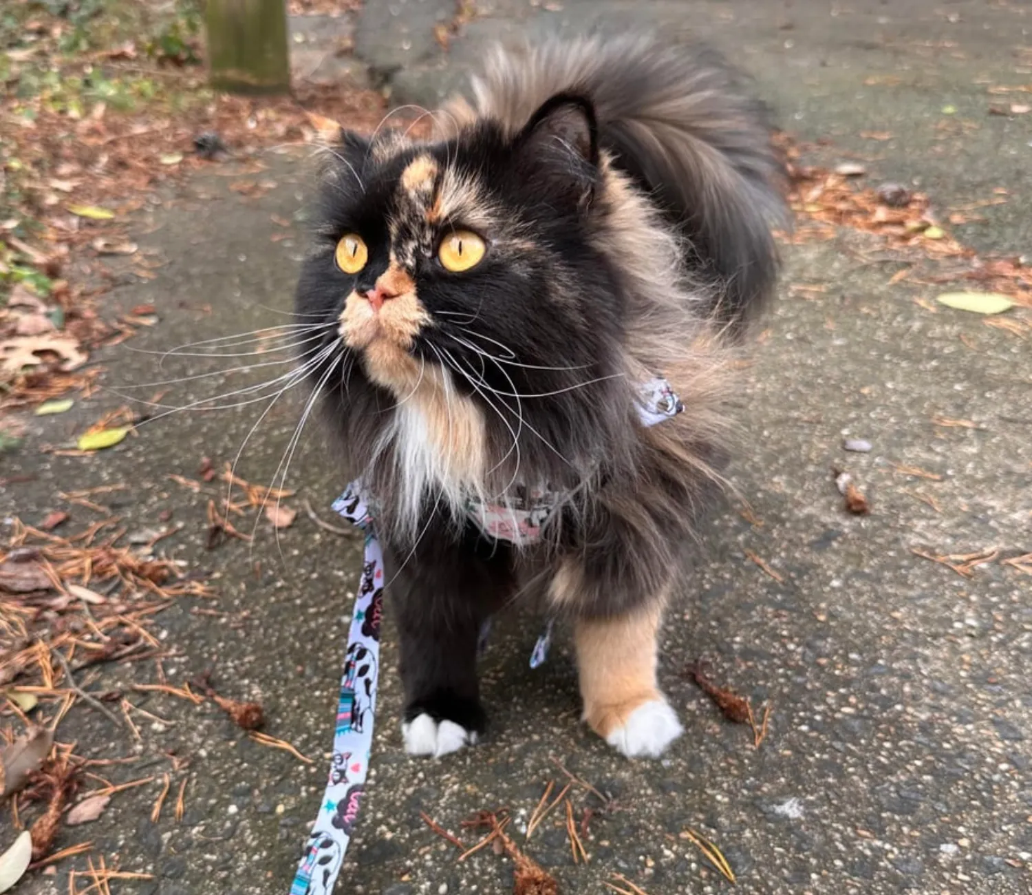 The Voyage of the Garden Tiger, A Cat’s Tale