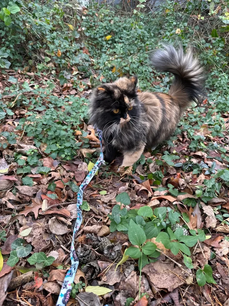 The Voyage of the Garden Tiger, A Cat’s Tale