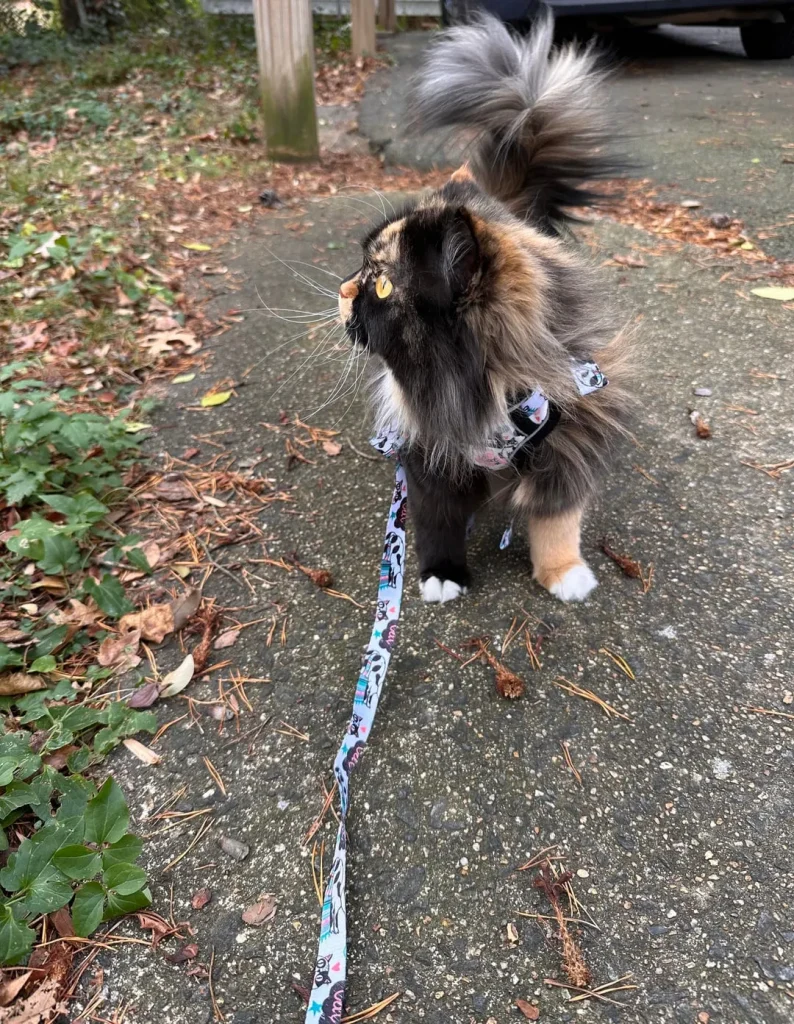 The Voyage of the Garden Tiger, A Cat’s Tale