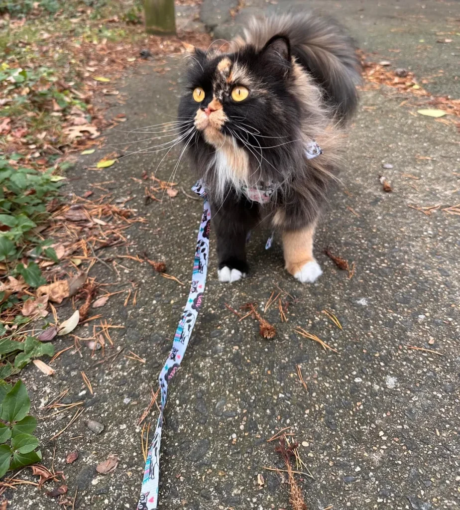 The Voyage of the Garden Tiger, A Cat’s Tale