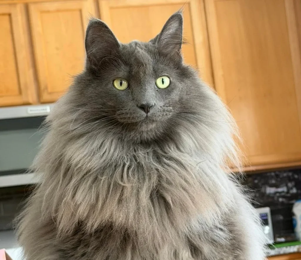 Bleps and Brotherhood, The Secret Reign of the Fluffiest Cat Kingdom