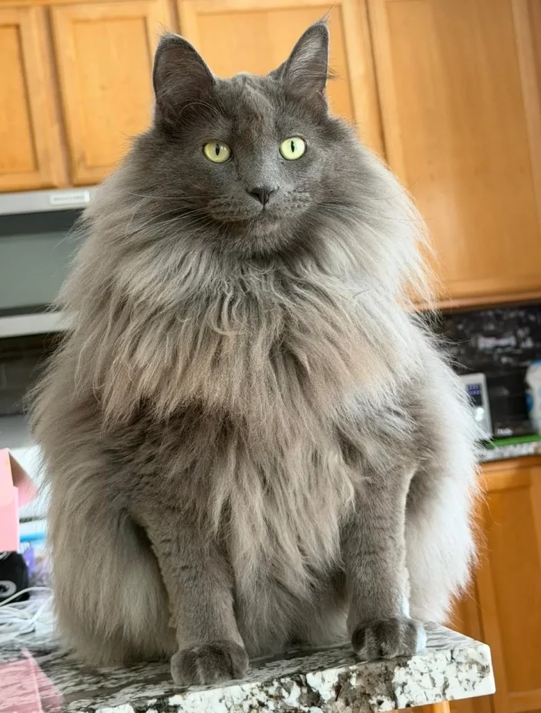 Bleps and Brotherhood, The Secret Reign of the Fluffiest Cat Kingdom