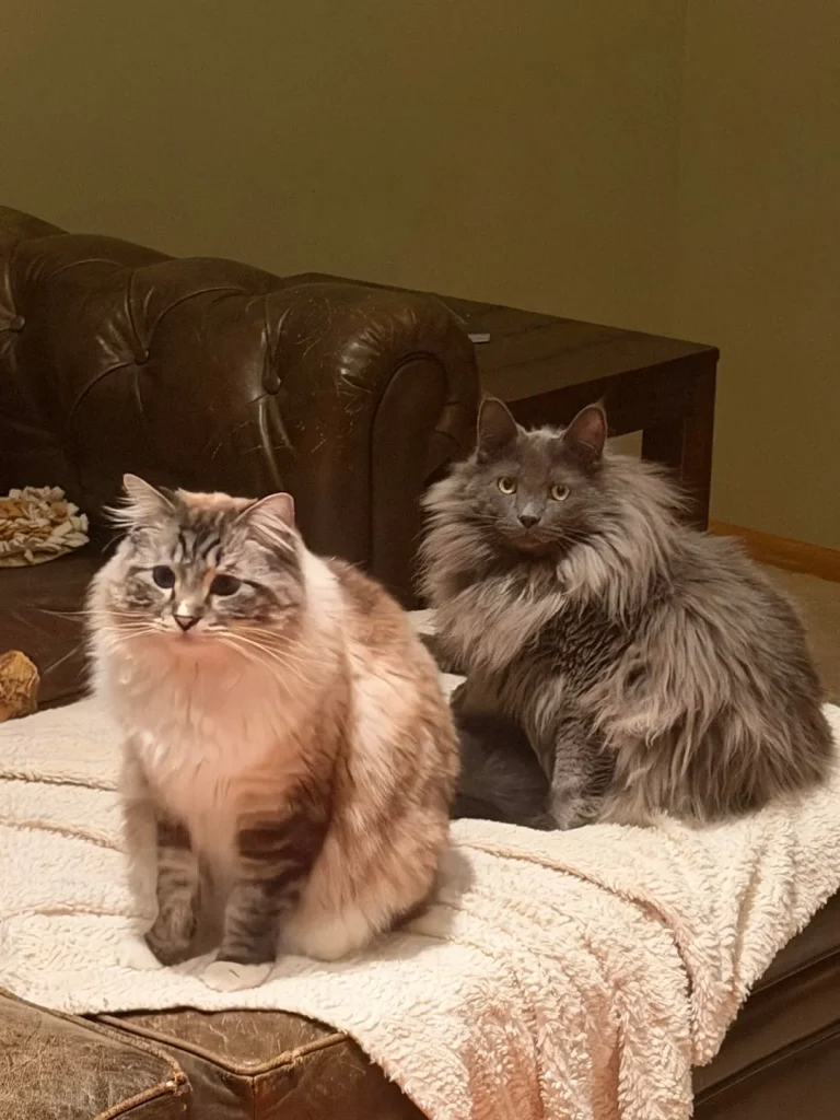 Bleps and Brotherhood, The Secret Reign of the Fluffiest Cat Kingdom