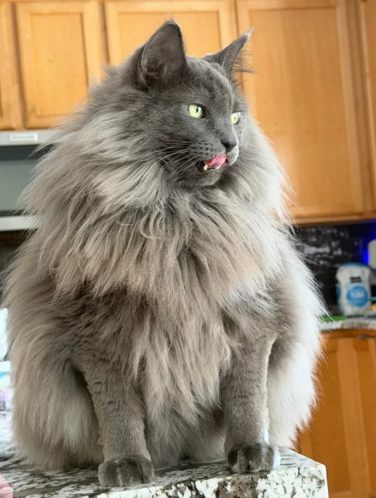 Bleps and Brotherhood, The Secret Reign of the Fluffiest Cat Kingdom