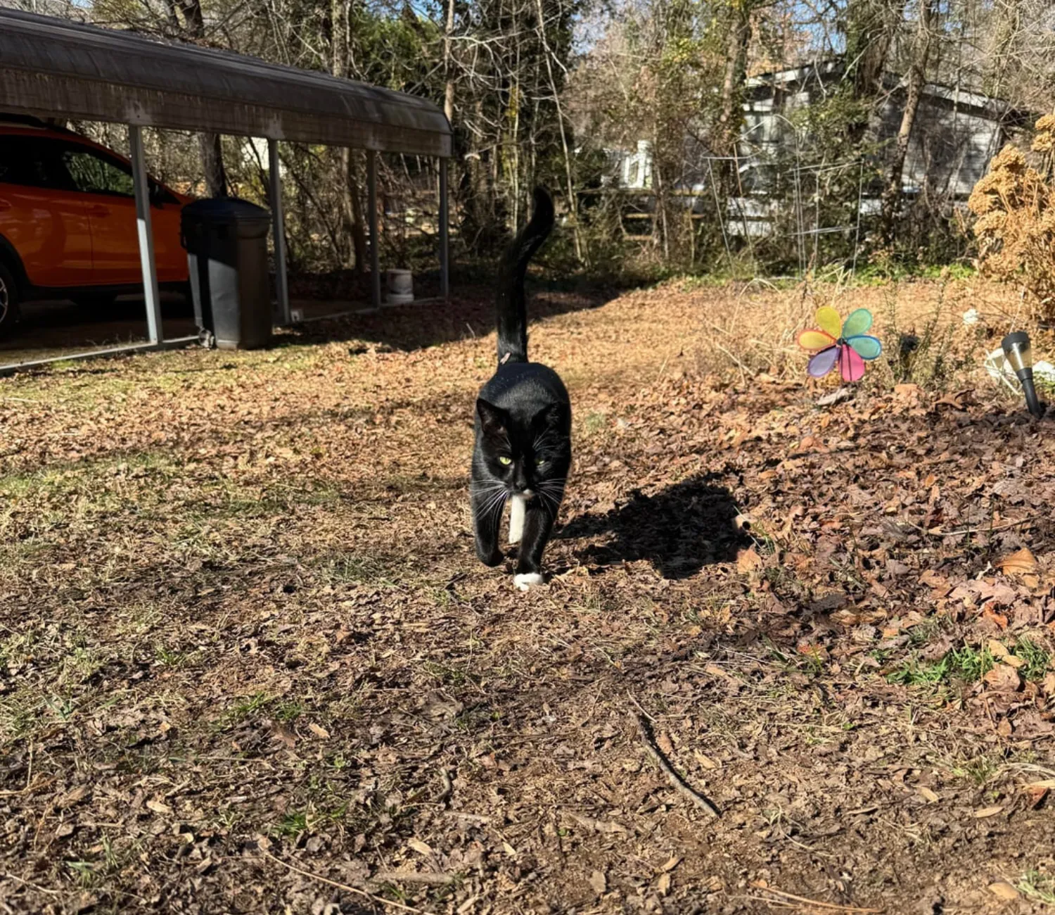 Cat Among Shadows and Sunlight