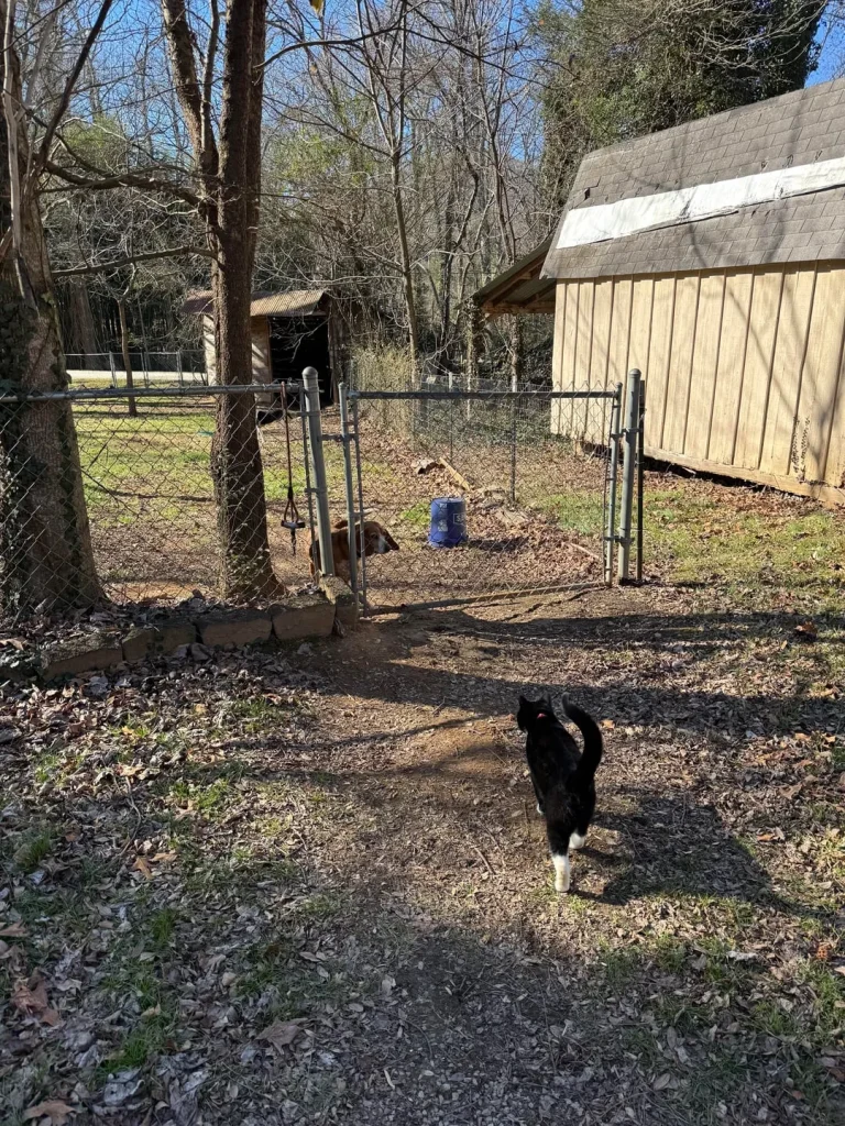 Cat Among Shadows and Sunlight