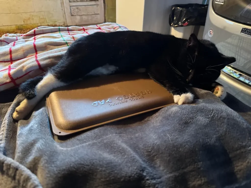 Cat Among Shadows and Sunlight