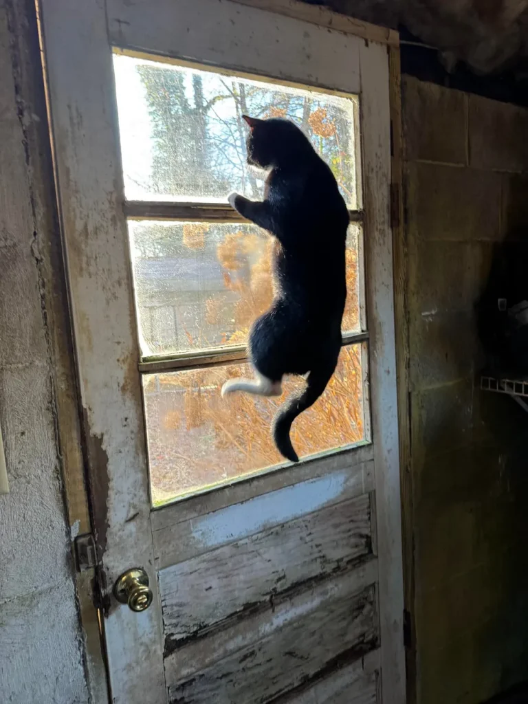 Cat Among Shadows and Sunlight