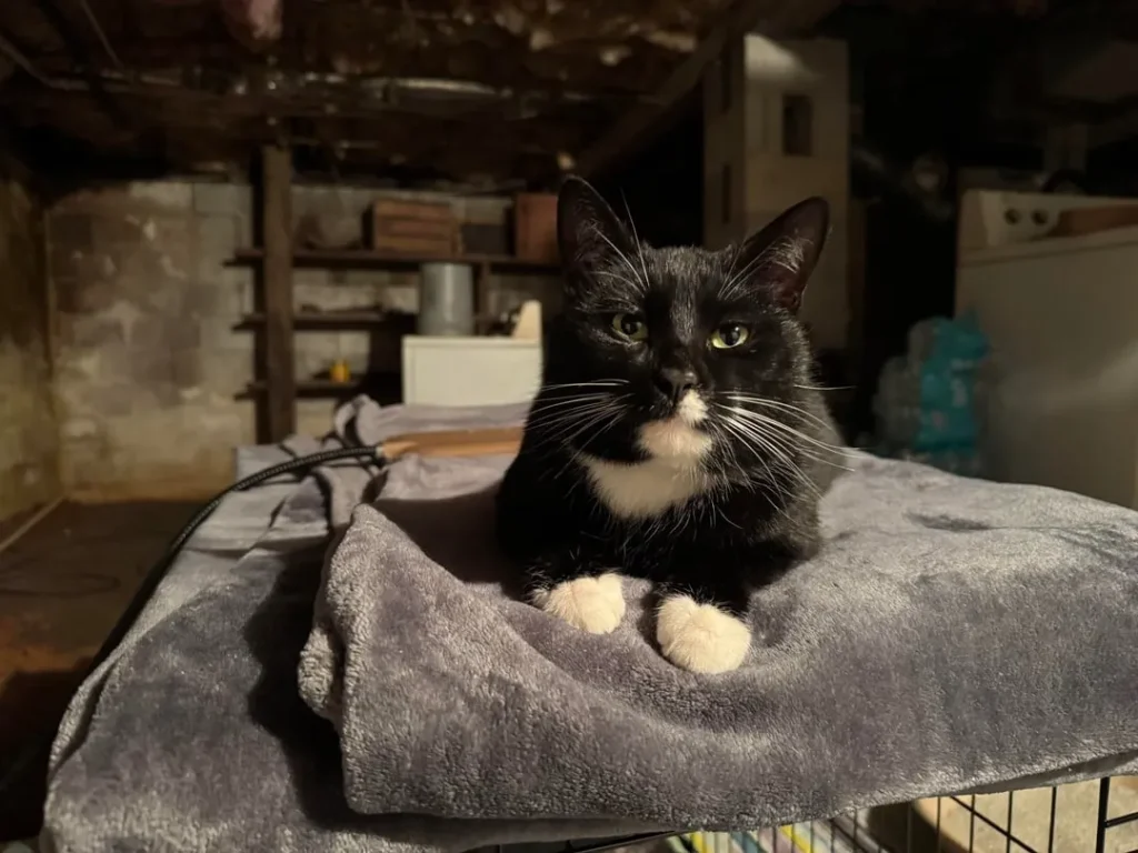 Cat Among Shadows and Sunlight