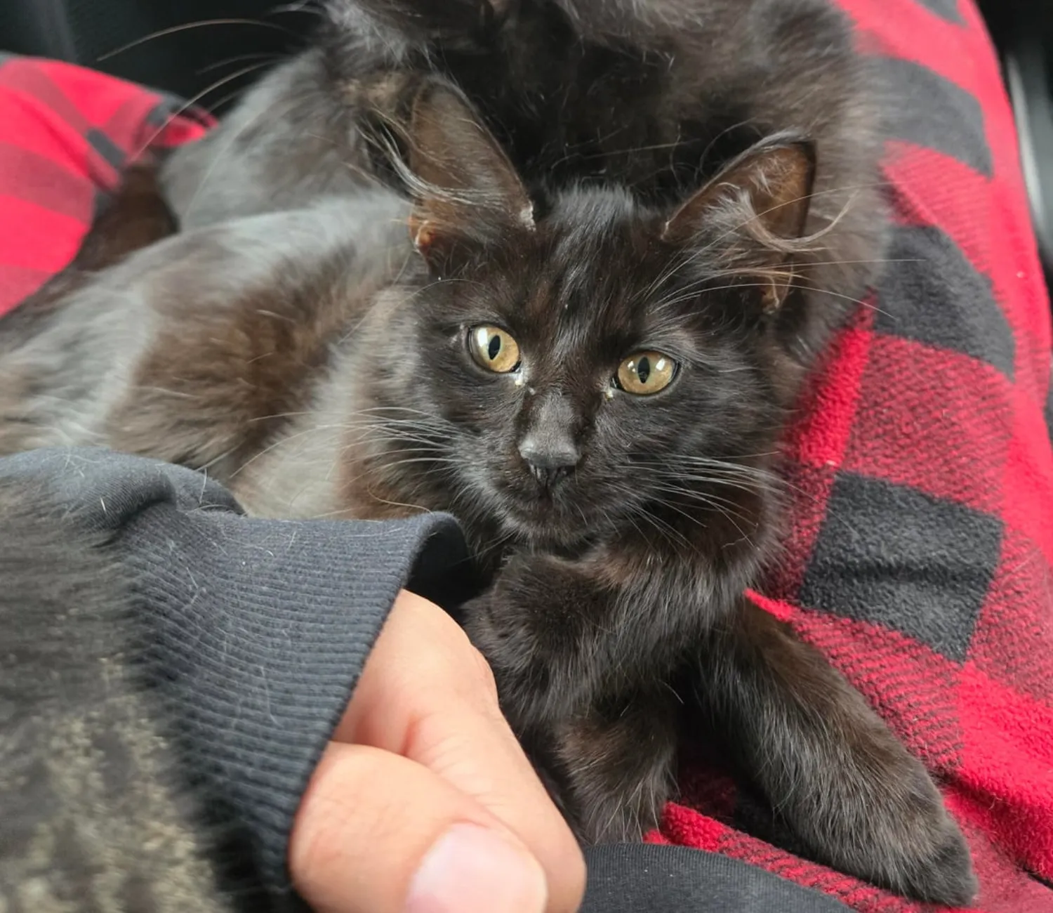 Cat Car Chronicles, A Tale of Feline Comfort on the Road