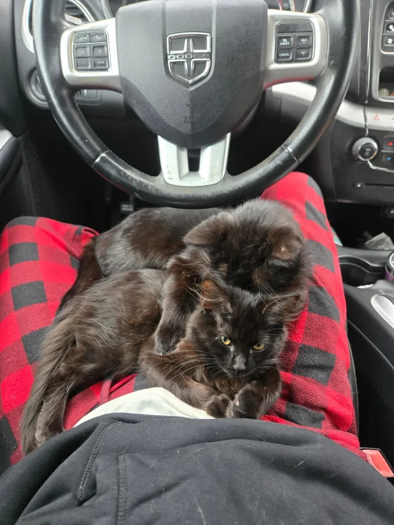 Cat Car Chronicles, A Tale of Feline Comfort on the Road