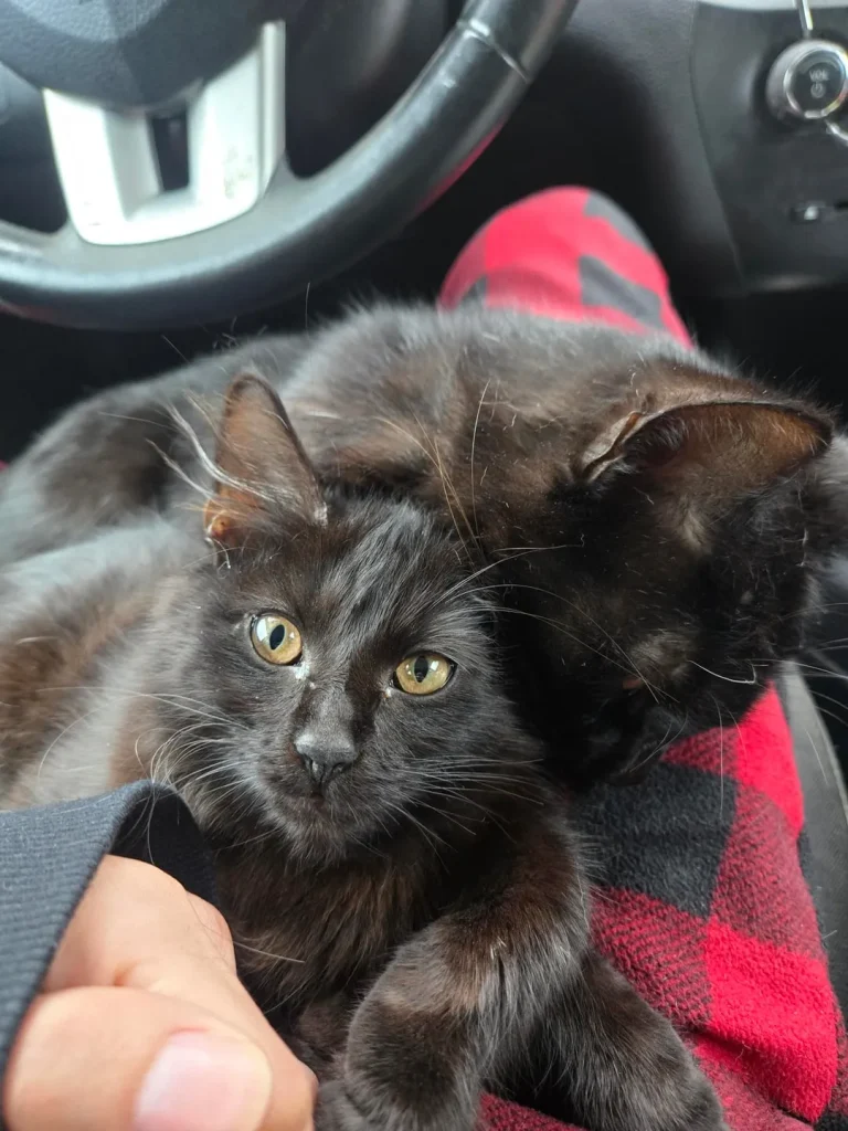 Cat Car Chronicles, A Tale of Feline Comfort on the Road