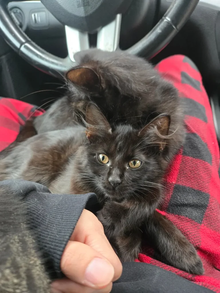 Cat Car Chronicles, A Tale of Feline Comfort on the Road