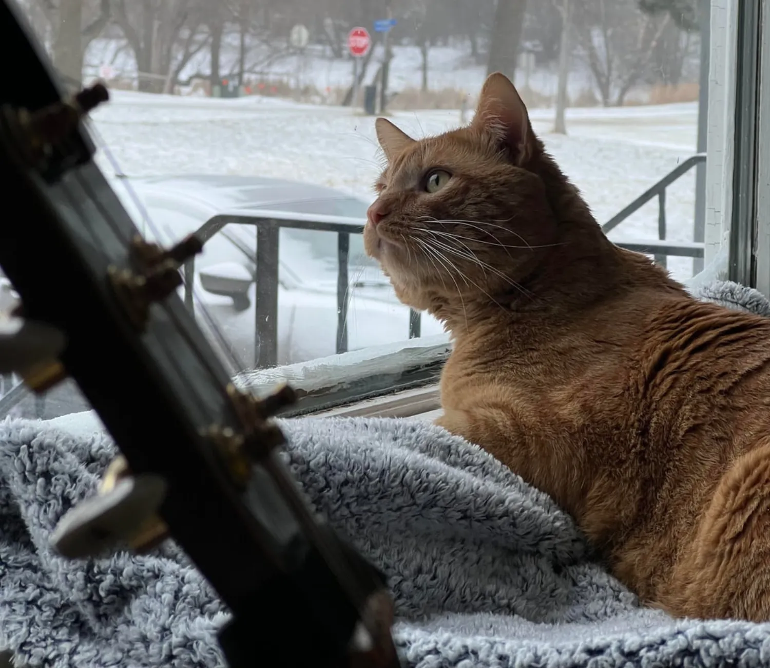 Cat Tales of Comfort and Snowlight