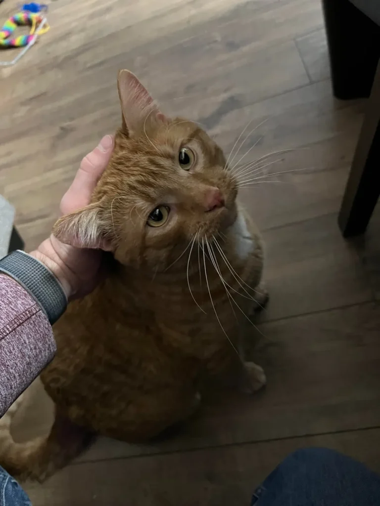 Cat Tales of Comfort and Snowlight