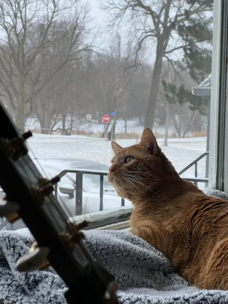 Cat Tales of Comfort and Snowlight